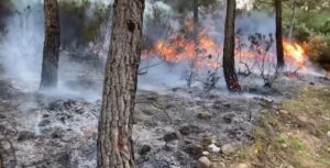 اندلاع حريق بغابة كليطة نواحي شفشاون.