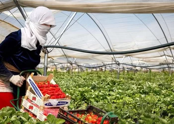بنسبة 1000 بالمائة..  المغرب يرفع أعداد عاملاته في حقول الفراولة الإسبانية