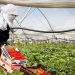 بنسبة 1000 بالمائة.. المغرب يرفع أعداد عاملاته في حقول الفراولة الإسبانية
