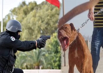 الرصاص لتوقيف جانح رفقة كلب شرس بمراكش