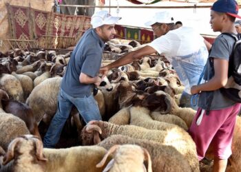 الحكومة تطمئن المواطنين حول وفرة الأضاحي في عيد الأضحى المقبل