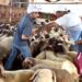 الحكومة تطمئن المواطنين حول وفرة الأضاحي في عيد الأضحى المقبل
