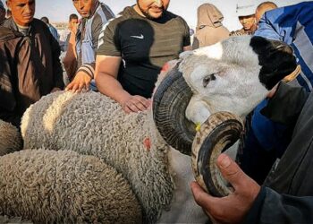 انخفاض ملحوظ في بيع الأغنام بالأسواق الأسبوعية قبيل عيد الأضحى