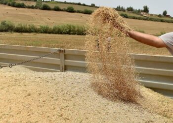 بعد توالي سنوات الجفاف.. هذه توقعات وزارة الفلاحة بخصوص إنتاج الحبوب بالمغرب