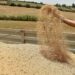 بعد توالي سنوات الجفاف.. هذه توقعات وزارة الفلاحة بخصوص إنتاج الحبوب بالمغرب