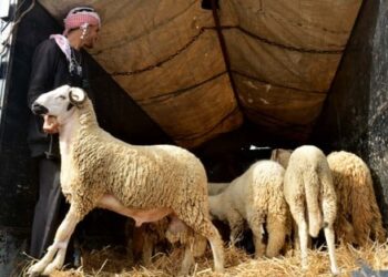الجامعة المغربية لحقوق المستهلك تطالب بمراقبة الدعم المخصص للأضاحي حتى لا يتكرر سيناريو السنة الماضية