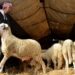 الجامعة المغربية لحقوق المستهلك تطالب بمراقبة الدعم المخصص للأضاحي حتى لا يتكرر سيناريو السنة الماضية