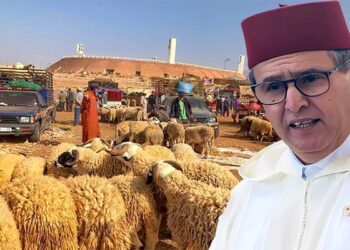 أهذه أكباش المغرب الأخضر؟
