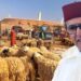 أهذه أكباش المغرب الأخضر؟