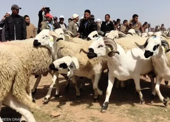 “الصردي”.. سلالة تحظى بإقبال كبير خلال عيد الأضحى