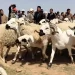 “الصردي”.. سلالة تحظى بإقبال كبير خلال عيد الأضحى
