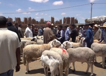 احتيال أضاحي العيد في مراكش: امرأة تستولي على أموال العشرات