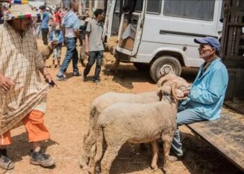 إقبال كبير على الأضاحي قبيل عيد الأضحى في الرباط وسلا
