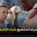 برلماني: الأسر المغربية لا تستطيع شراء أضحية العيد بسبب اجراءات الحكومة