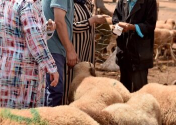 تقرير مندوبية التخطيط: نفقات وممارسة شعائر عيد الأضحى في المغرب