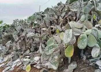 آفة “الحشرة القرمزية” تفتك بمحاصيل التين الشوكي في المغرب العربي