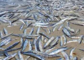 نوع مفترس من الديدان يلتهم أجزاء  من الأسماك يتكاثر في البحر المتوسط