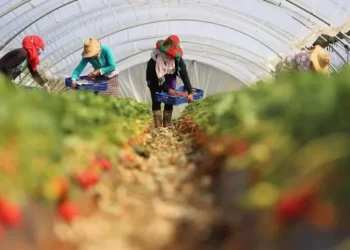 توقيف رجال أعمال إسبان بتهمة استغلال عمال مغاربة