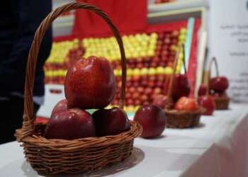 انطلاق فعاليات الملتقى الوطني للتفاح بميدلت