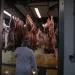 هل ستنجح اللحوم المستوردة المذبوحة في كبح غلاء الأسعار؟