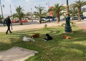 إنشاء ملجأ كبير للكلاب والقطط الضالة في أكادير