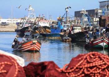 الصيد البحري في المغرب يحقق 31 مليار درهم في 2023 ويعزز مكانته الإقليمية والدولية