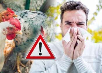 "إنفلونزا الطيور تضرب لويزيانا: أول إصابة بشرية خطيرة تُثير المخاوف"