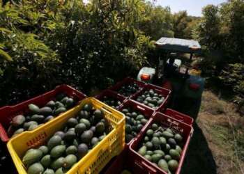 المغرب يرفع إنتاج الأفوكادو بنسبة تصل إلى 30% ويتجه لتوسيع صادراته