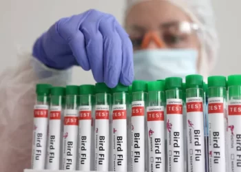 الولايات المتحدة تسجل أول وفاة بشرية بسبب إنفلونزا الطيور