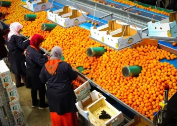 المغرب يسجل رقماً قياسياً في صادرات البرتقال إلى الولايات المتحدة في 2024