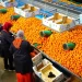 المغرب يسجل رقماً قياسياً في صادرات البرتقال إلى الولايات المتحدة في 2024