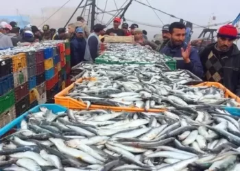 “خليوه اخناز”.. حملة فيسبوكية لمقاطعة السردين بعد الارتفاع المهول في أسعاره