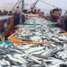 “خليوه اخناز”.. حملة فيسبوكية لمقاطعة السردين بعد الارتفاع المهول في أسعاره