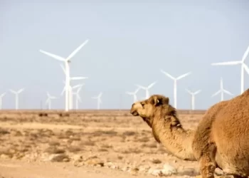المغرب يعزز قدراته في الطاقة الريحية.. استثمارات تتجاوز 36 مليار درهم
