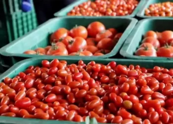 المغرب يهيمن على سوق الطماطم في فرنسا ويثير احتجاجات المزارعين
