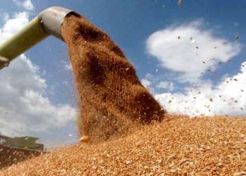 تراجع الإنتاج الزراعي في المغرب يرفع واردات الحبوب بنسبة 30%