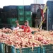 المغرب يسجل رقمًا قياسيًا في صادرات البصل إلى الإمارات عام 2024