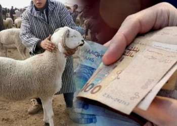 لجنة استطلاعية نيابية حول “التلاعب في عمليات استيراد الأغنام”