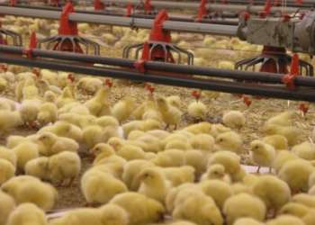 جمعية: إخفاء الإنتاج الحقيقي والتحكم في العرض بقطاع الدواجن