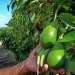 الامطار تنعش إنتاج الأفوكادو بالمغرب رغم العواصف..