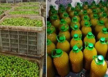 ارتفاع صادرات المغرب من زيت الزيتون إلى الاتحاد الأوروبي رغم غلاء الأسعار