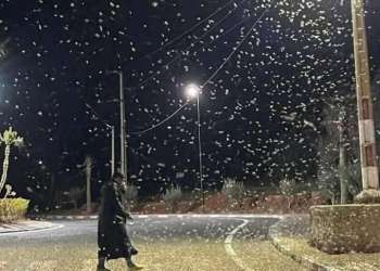 وصول أسراب من الجراد إلى مركز إغرم قرب تافراوت يثير قلق الساكنة