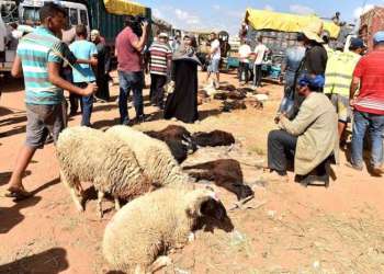 وزير الفلاحة: توقعات بعجز في أضاحي عيد الأضحى بالمغرب هذا العام