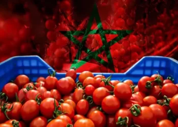 الطماطم المغربية تغزو النرويج… بهدوء ولكن بثبات