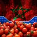 الطماطم المغربية تغزو النرويج… بهدوء ولكن بثبات