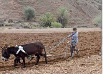 الدعم مستمر… لكن هل يكفي لإنقاذ الفلاحين من شبح الجفاف؟