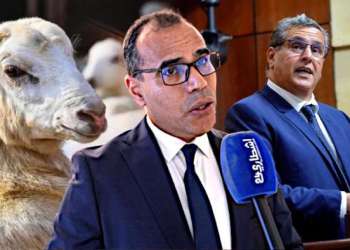الحكومة تساءل نفسها..الفرفار:هناك جشع وخلل وربح غير أخلاقي في دعم الأغنام “أتقوا الله في المغاربة”