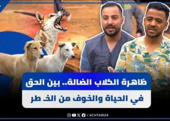 ظاهرة الكلاب الضالة.. بين الحق في الحياة والخوف من الخطر