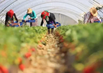 انتهاكات خطيرة تطال العاملات المغربيات الموسميات في حقول الفراولة بإسبانيا
