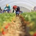 انتهاكات خطيرة تطال العاملات المغربيات الموسميات في حقول الفراولة بإسبانيا